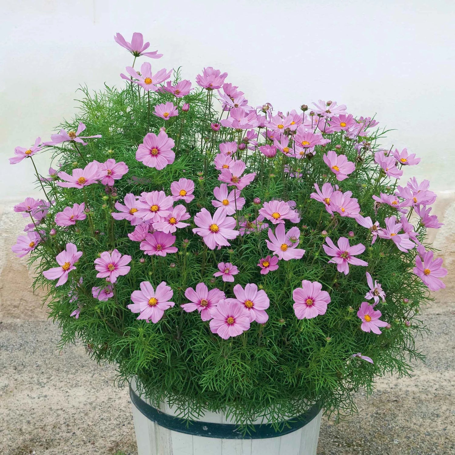 Cosmos Seeds (Dwarf Early) - Rose