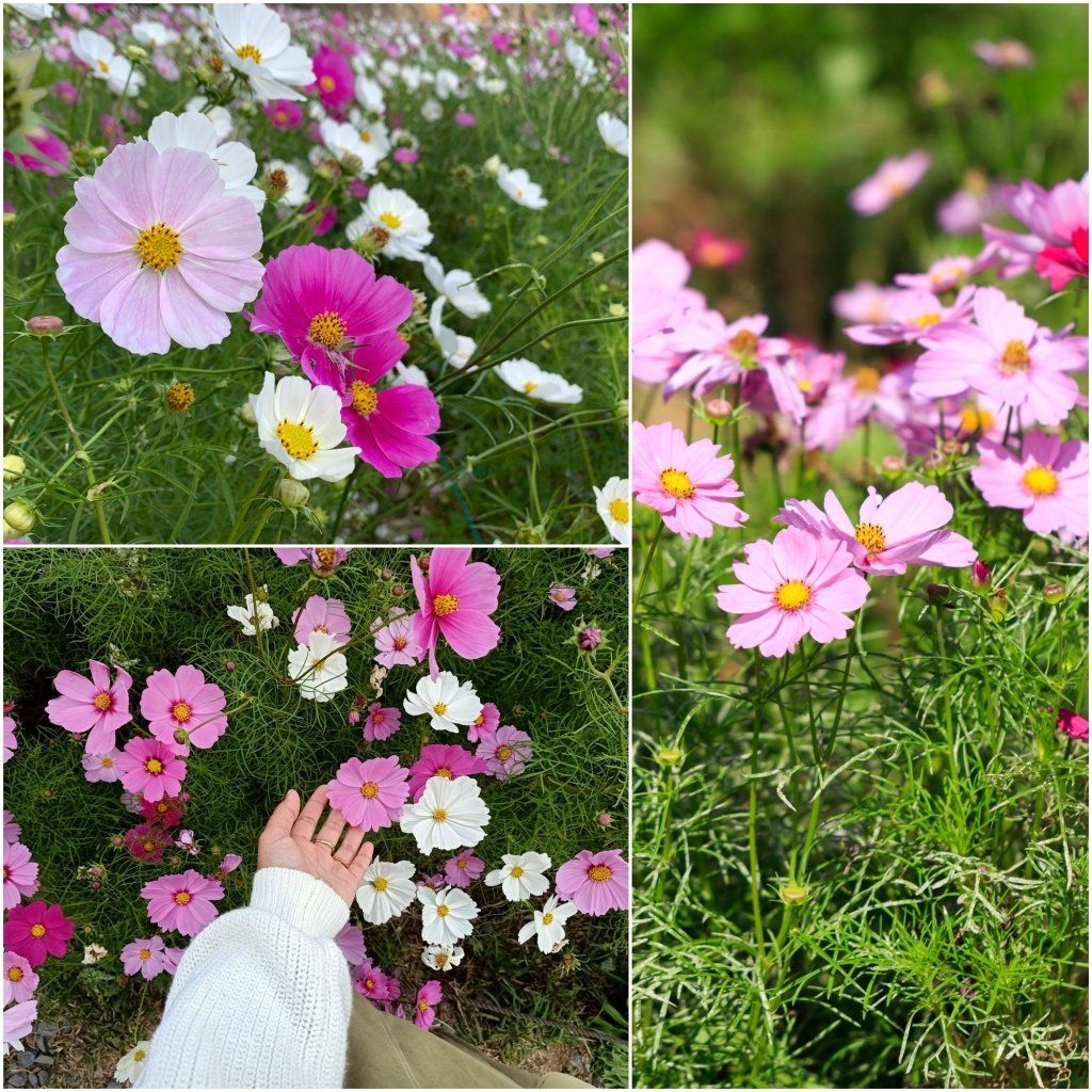 Cosmos Seeds (Dwarf Early) - Sensation Mix