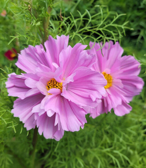 Cosmos Fizzy Pink Of Imported heirloom non-gmo garden seeds