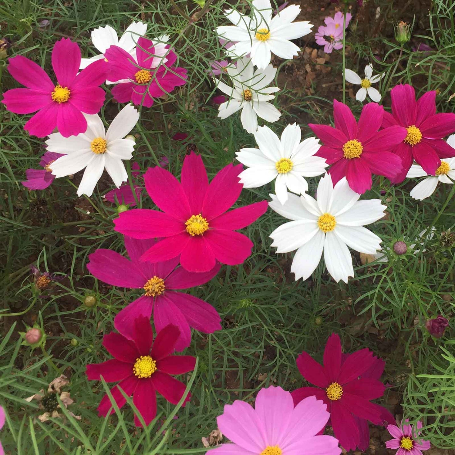 Cosmos Seeds - Hot Pink & White Mix