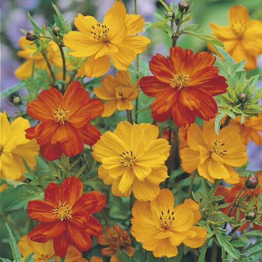 Cosmos Ladybird Imported heirloom non-gmo garden seeds