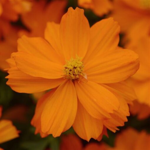Cosmos Mandarin Imported heirloom non-gmo garden seeds