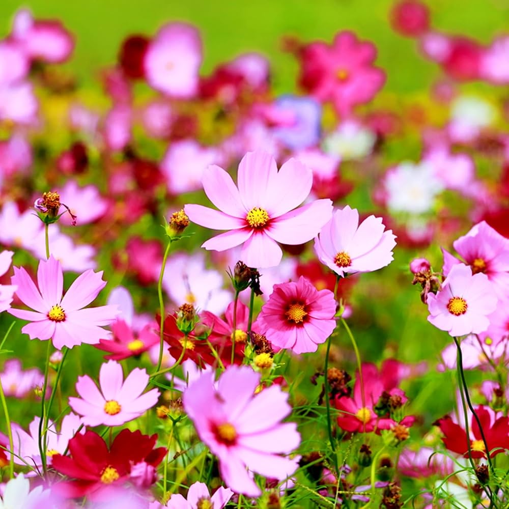 Cosmos Muscheln Heirloom Flower Seeds – Shell - Shaped Petals in Pastel Shades - Dharaseeds