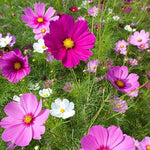 Cosmos Muscheln Heirloom Flower Seeds – Shell - Shaped Petals in Pastel Shades - Dharaseeds