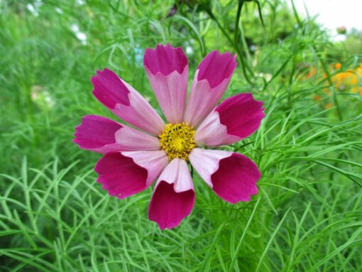Cosmos Pied Piper Red heirloom non-gmo garden seeds