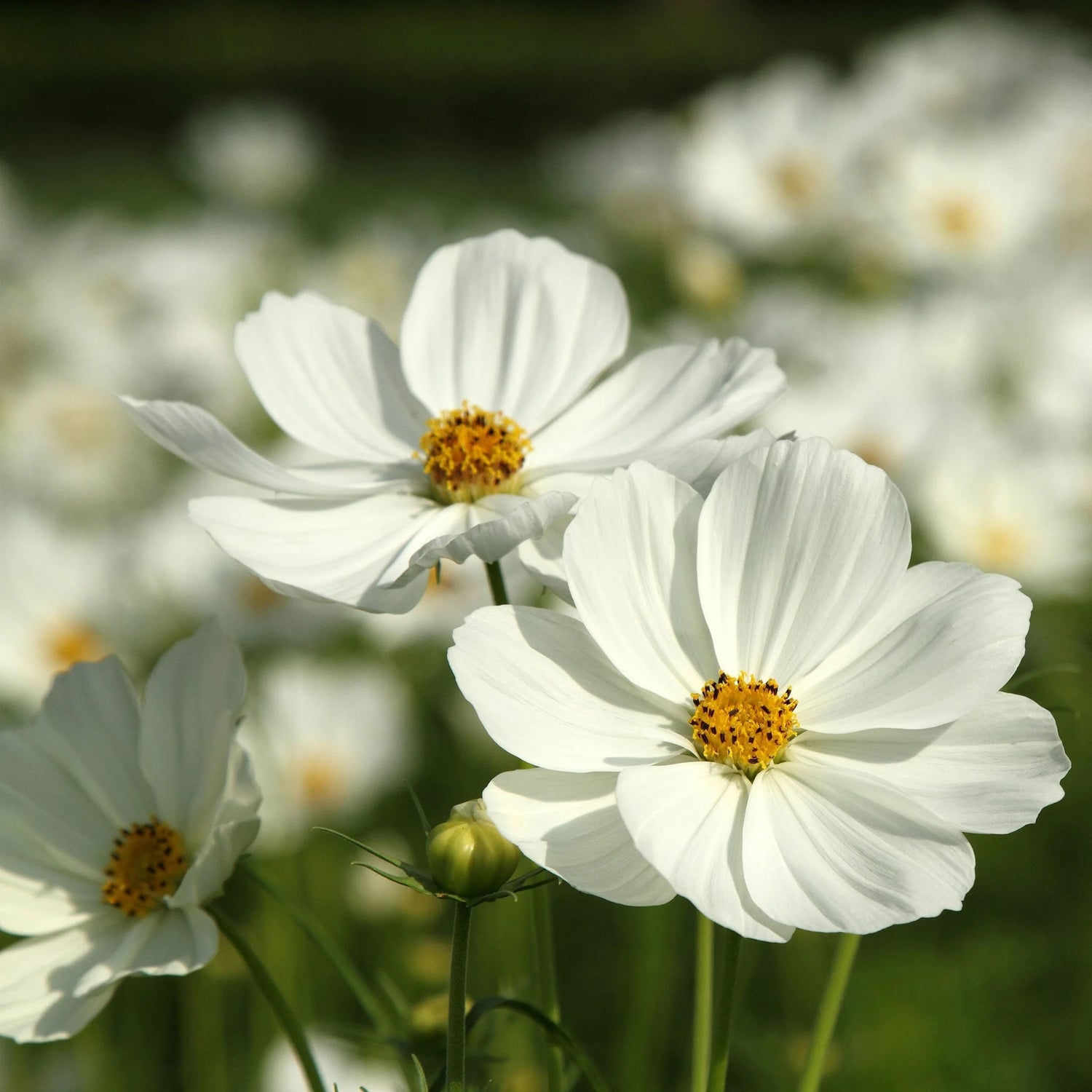 Cosmos Seeds - White Mix