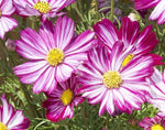 Cosmos Picotee Of Imported heirloom non-gmo garden seeds
