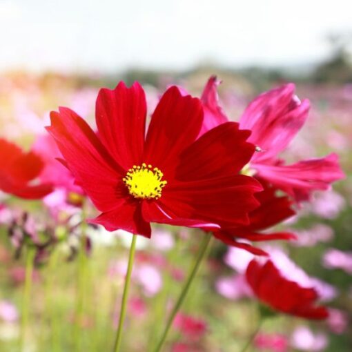 Cosmos Red Open Pollinated heirloom non-gmo garden seeds
