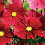 Cosmos Casanova Red Imported heirloom non-gmo garden seeds