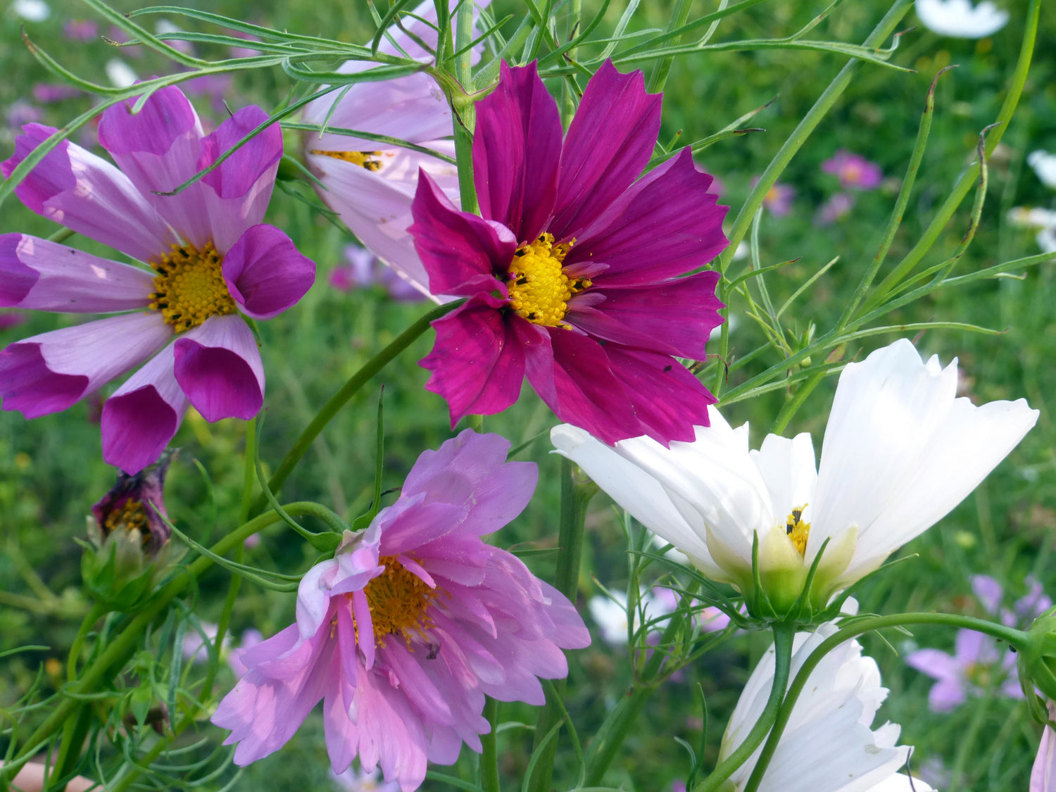 Cosmos Seeds - Seashells Mix