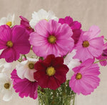 Cosmos Sensation Open Pollinated heirloom non-gmo organic garden seeds