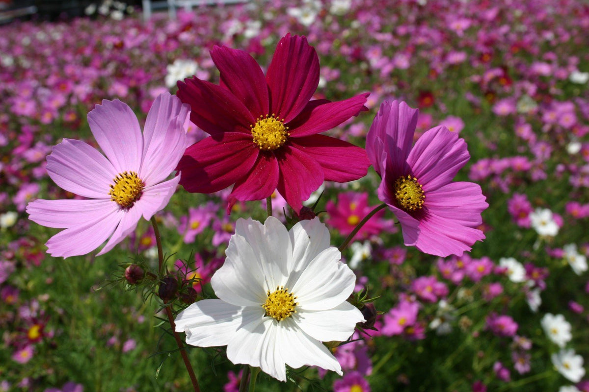 Cosmos Sensatsiya Flower Seeds – Classic Garden Cosmos with Large Pastel Blooms - Dharaseeds