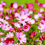 Cosmos Sensatsiya Flower Seeds – Classic Garden Cosmos with Large Pastel Blooms - Dharaseeds