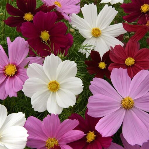 Cosmos Sonata F1 Hybrid heirloom non-gmo garden seeds