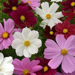 Cosmos Sonata F1 Hybrid heirloom non-gmo garden seeds