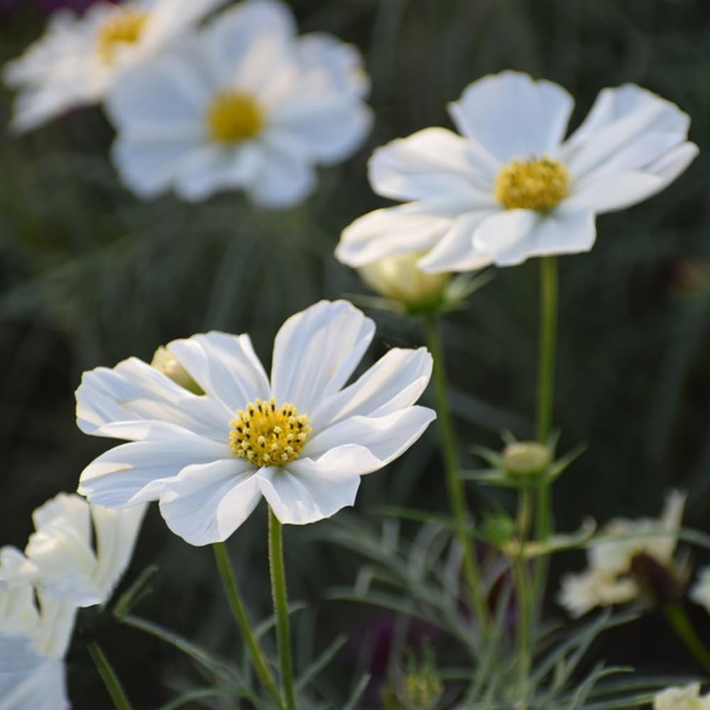 Cosmos Sonata Mix flower seeds – easy annuals with colorful daisy - like blooms - Dharaseeds