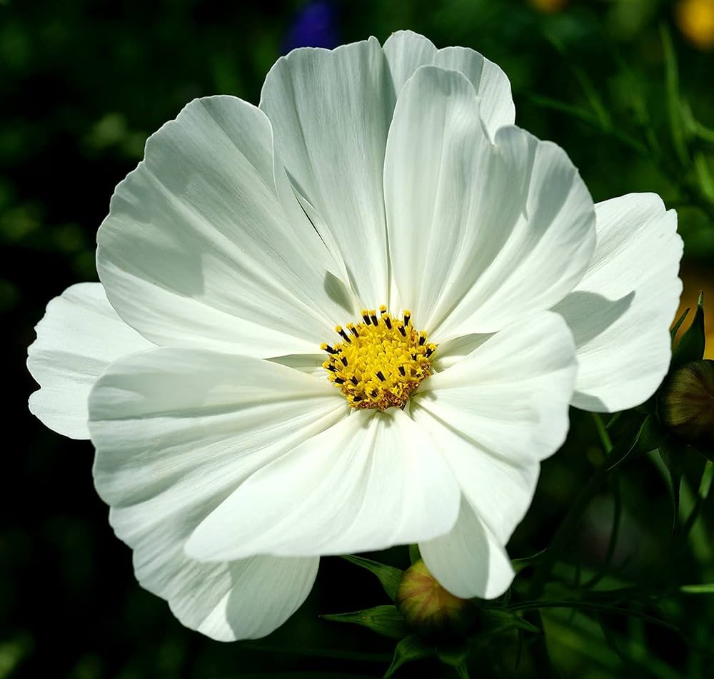 Cosmos Sonata Mix flower seeds – easy annuals with colorful daisy - like blooms - Dharaseeds