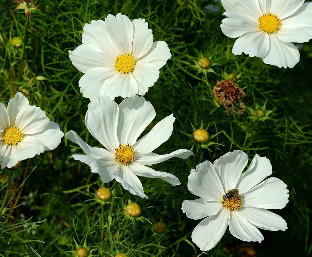 Cosmos Sonata Mix flower seeds – easy annuals with colorful daisy - like blooms - Dharaseeds