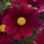 Cosmos Sonata Purple Shades F1 Hybrid heirloom non-gmo garden seeds