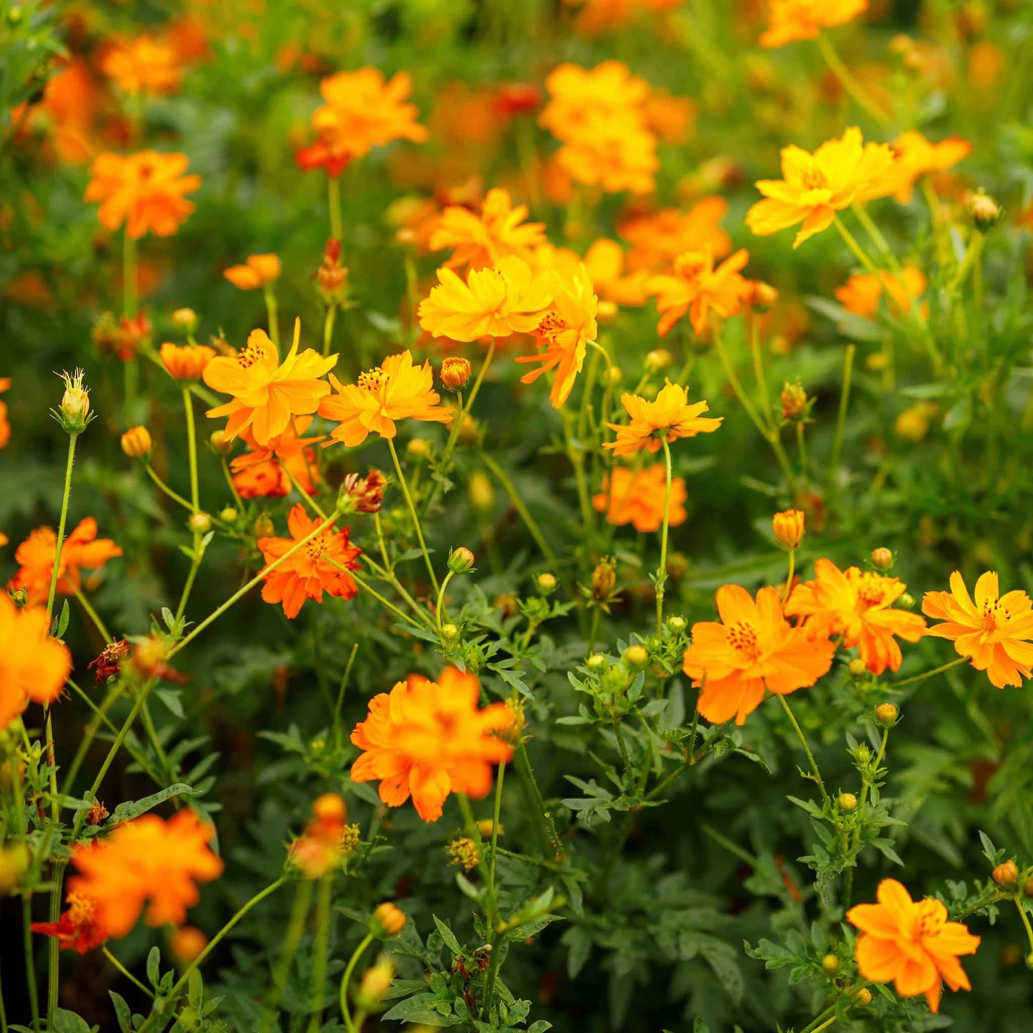 Sulphur Cosmos Seeds - Crest Orange