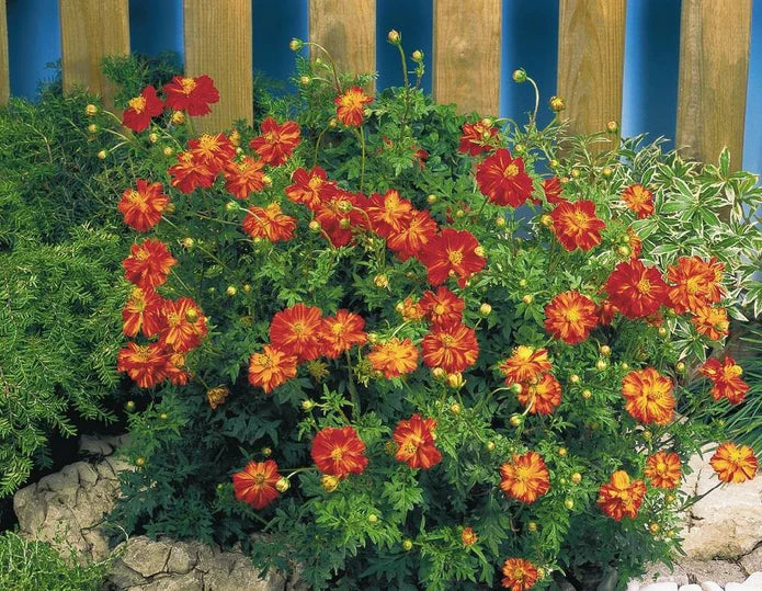 Cosmos Red Mixed Seeds for Garden and Container Planting