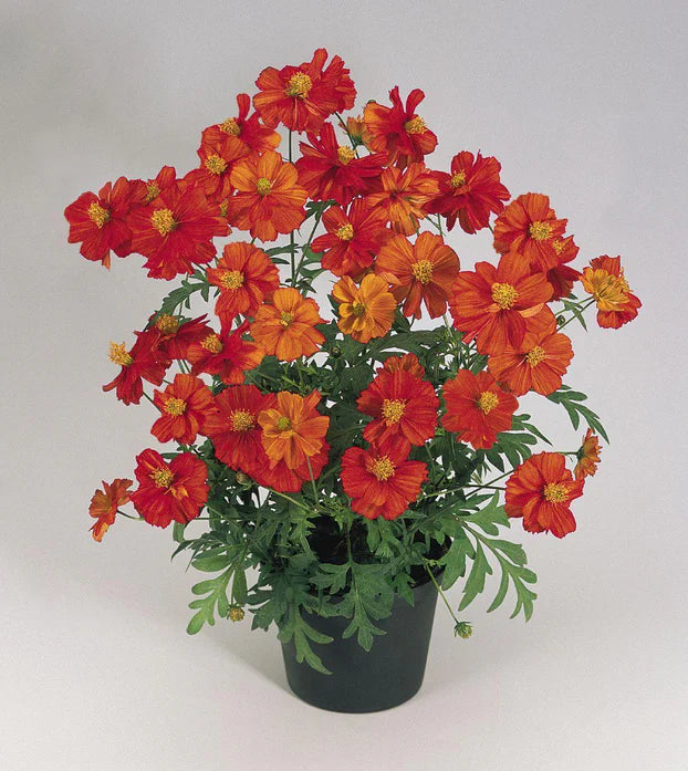 Cosmos Red Mixed Seeds for Garden and Container Planting