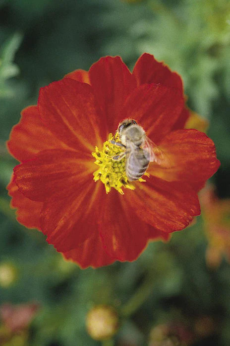 Cosmos Red Mixed Seeds for Garden and Container Planting