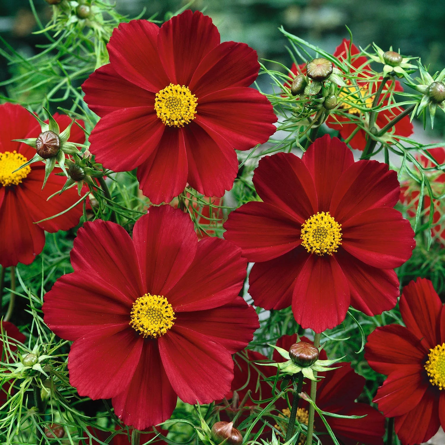 Cosmos Seeds - Versailles Tetra Red