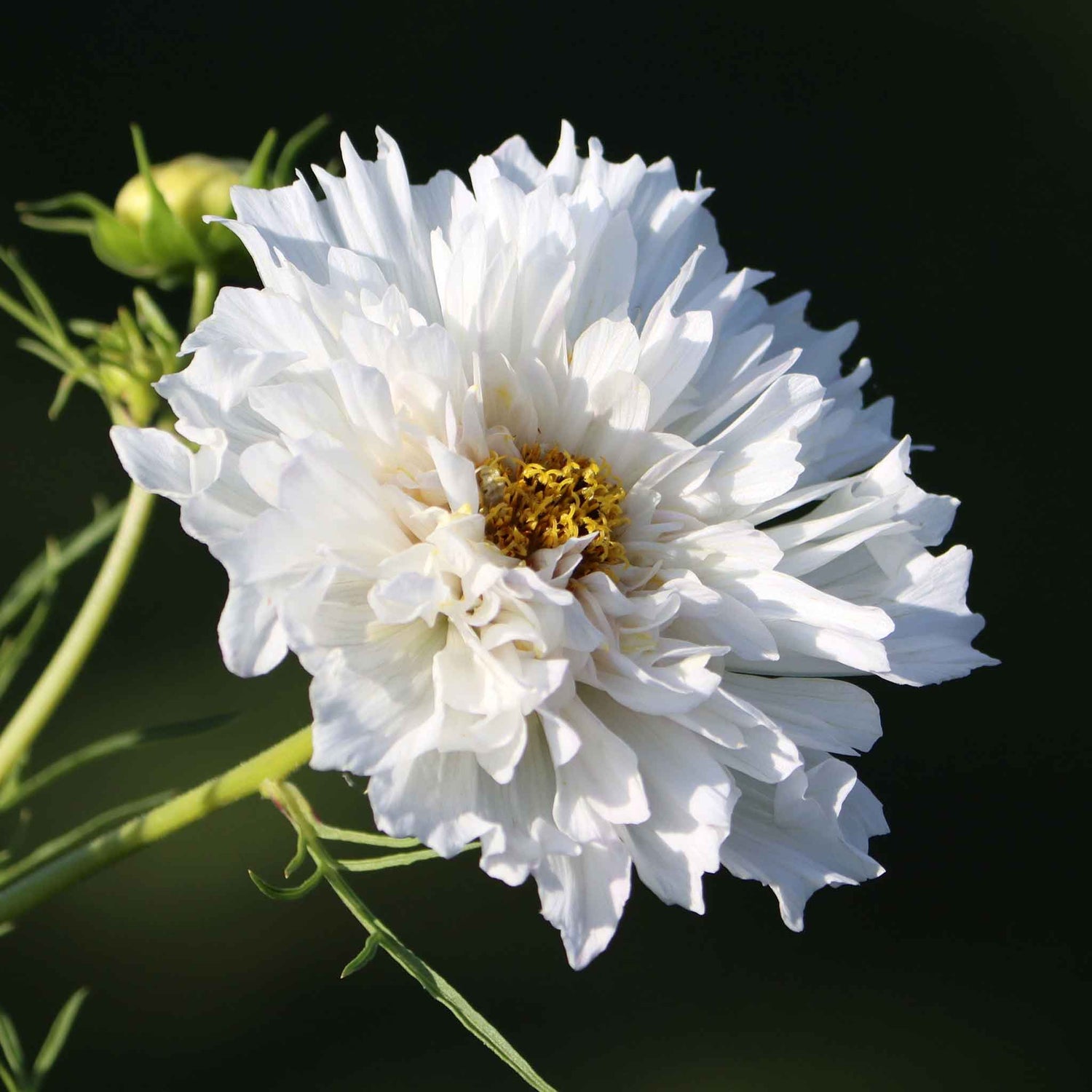 Cosmos Seeds - Double Click - White Knight