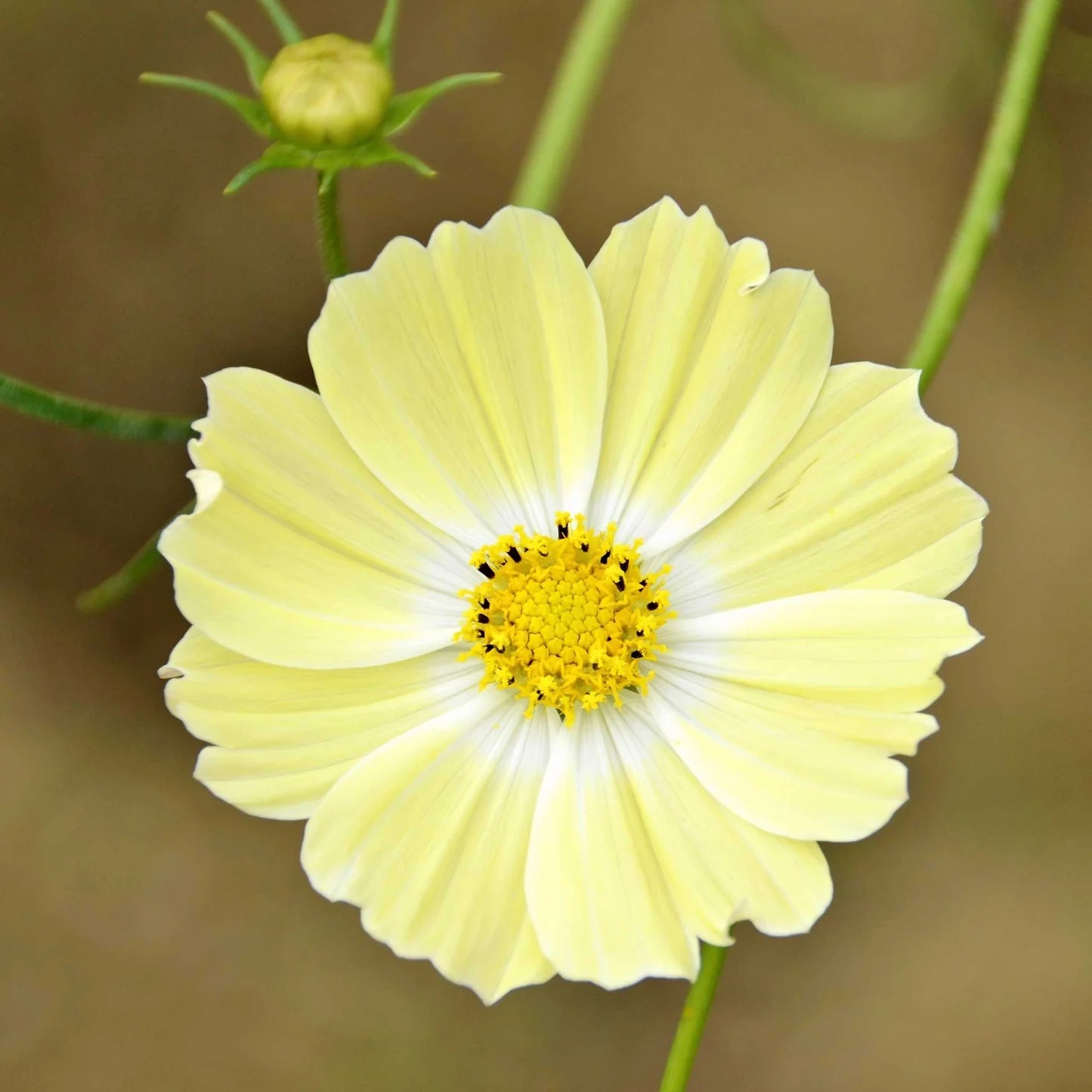 Cosmos Seeds - Xanthos