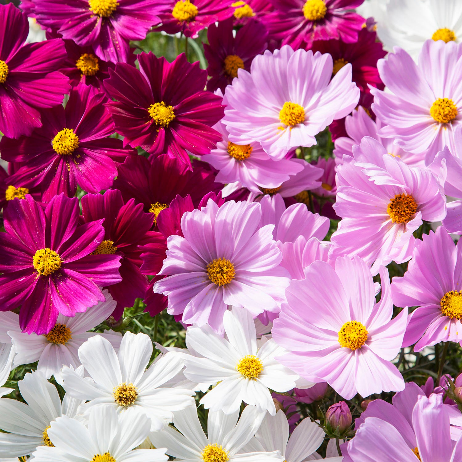 Cosmos Bipinnatus Apollo Mix Multicolor Bloom Flower Seeds