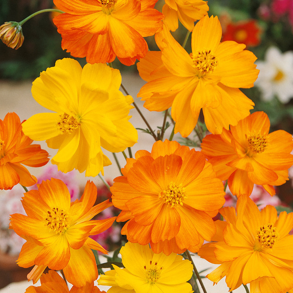 Cosmos Sulphureus Bright Lights Golden Yellow Flower Seeds