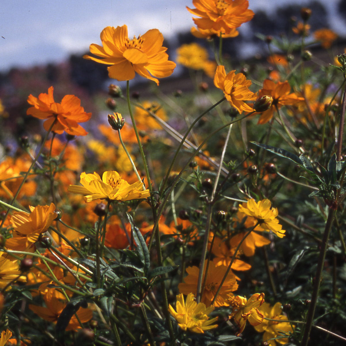 Cosmos Sulphureus Bright Lights Golden Yellow Flower Seeds