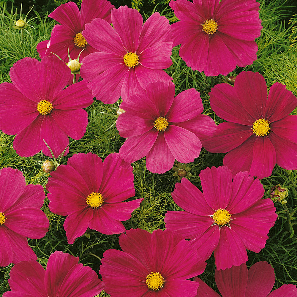 Cosmos Bipinnatus Carmine Deep Red Bloom Flower Seeds