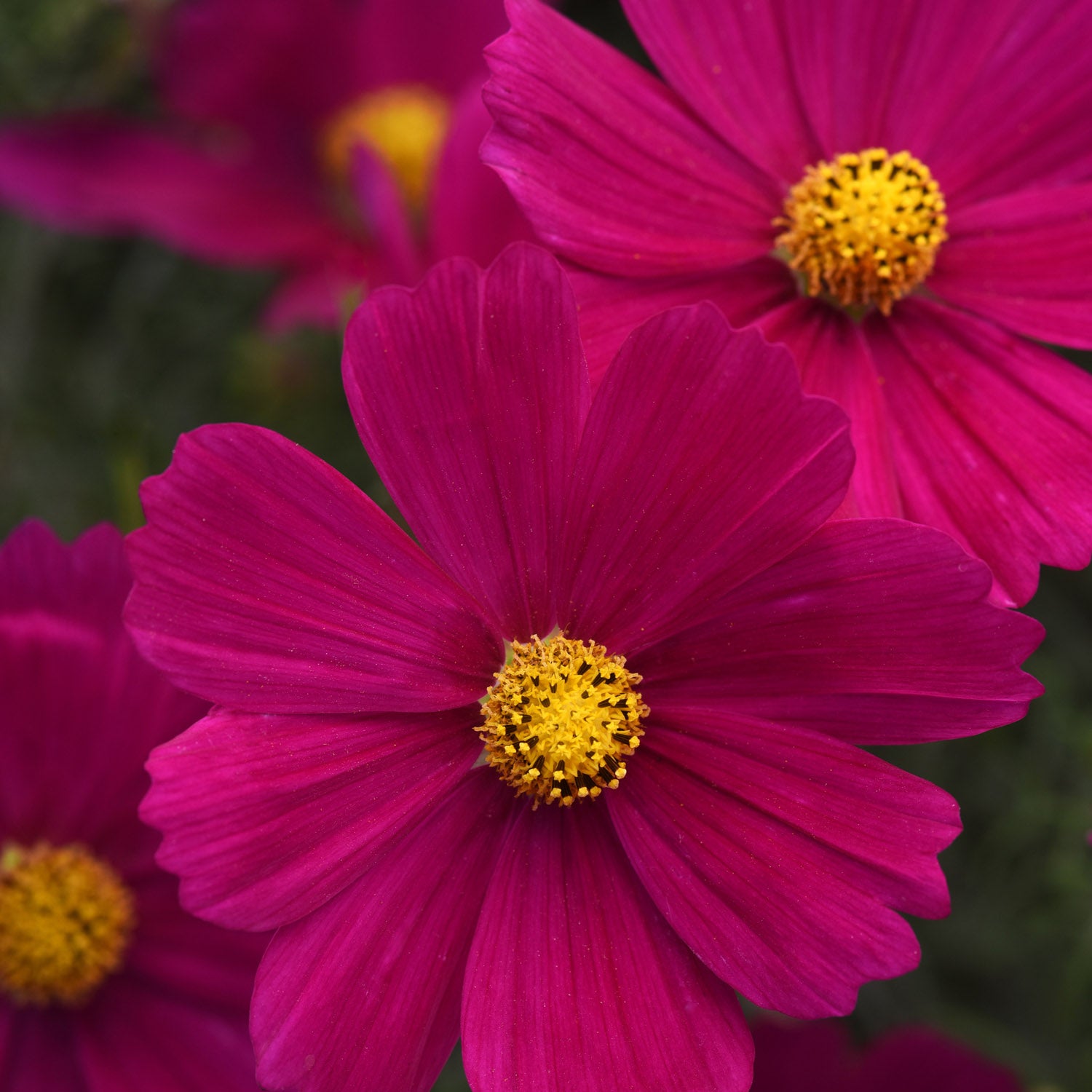 Cosmos Bipinnatus Carmine Deep Red Bloom Flower Seeds