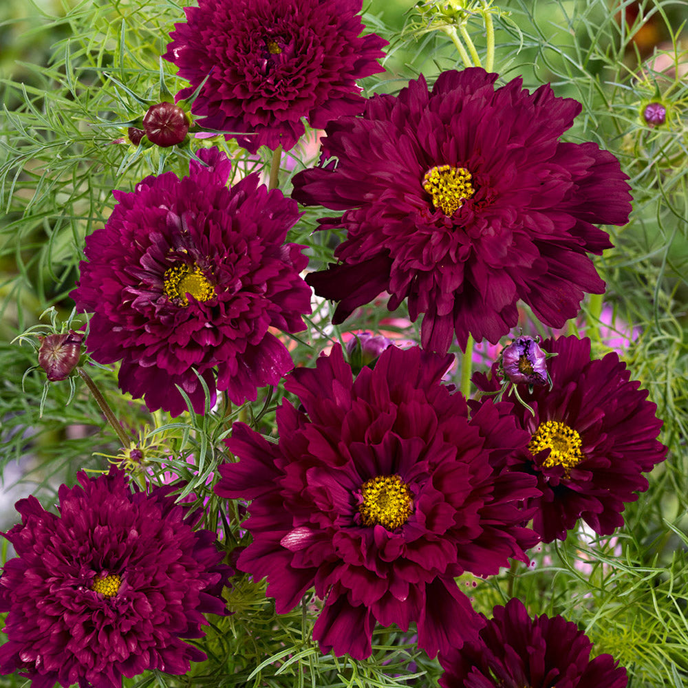 Cosmos Bipinnatus Cranberries Rich Red Shade Flower Seeds