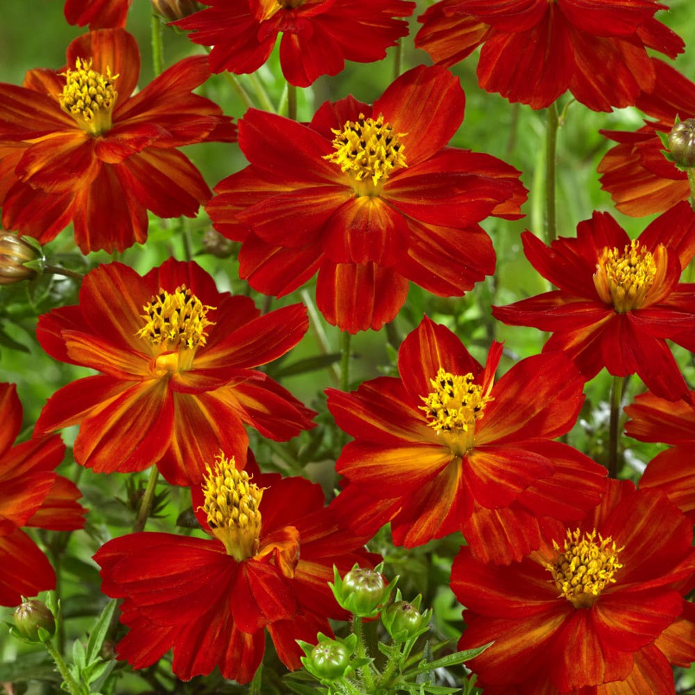 Cosmos Sulphureus Red Fiery Bloom Flower Seeds