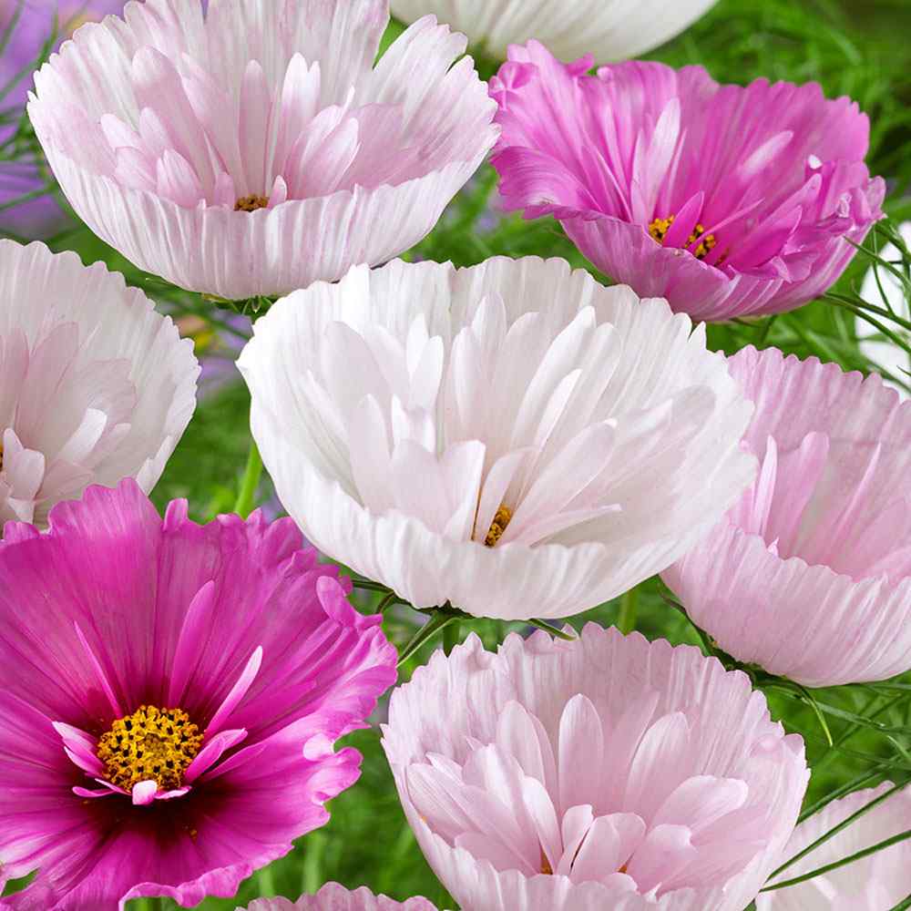 Cosmos Bipinnatus Cupcakes Blush Unique Petal Flower Seeds