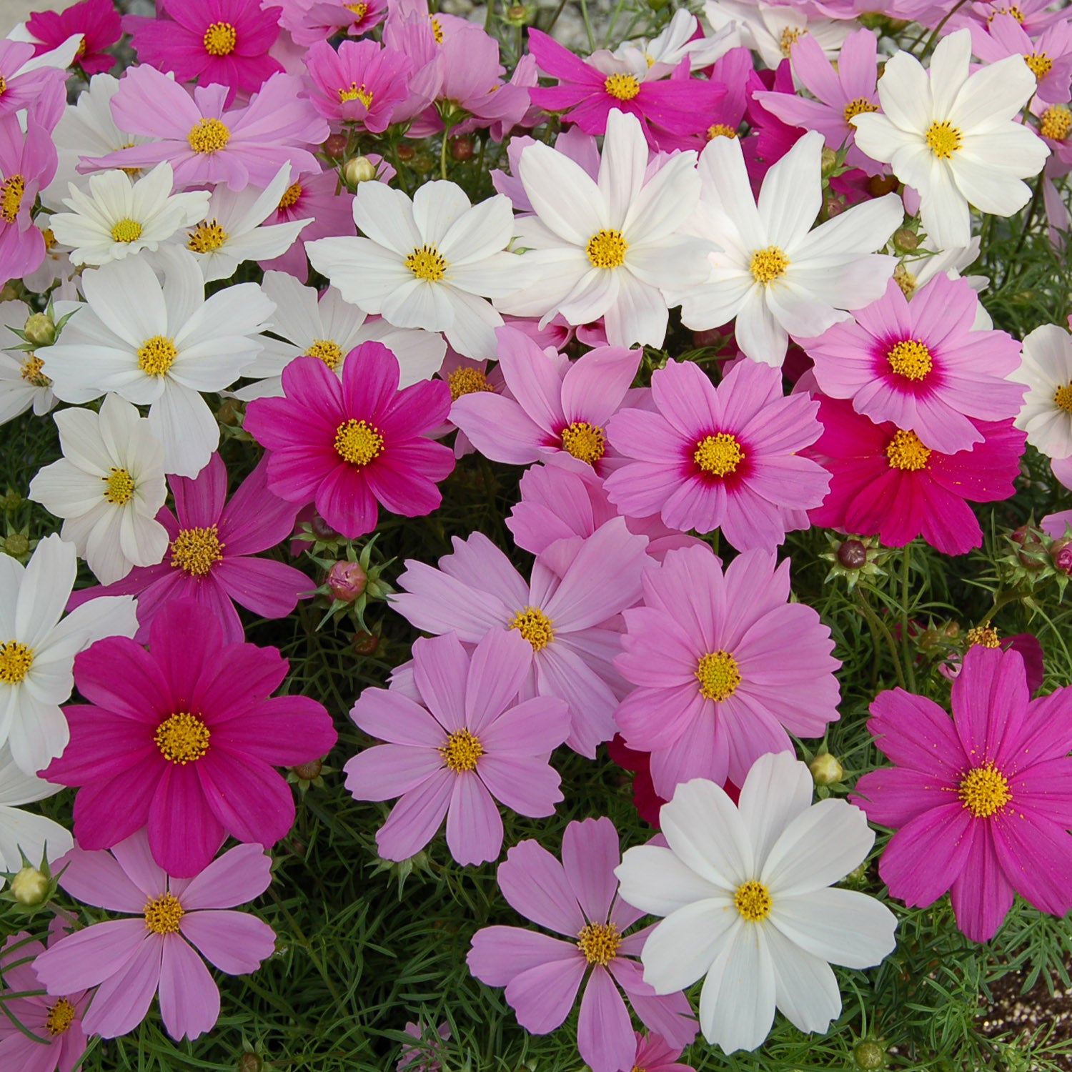 Cosmos Bipinnatus Cutesy Mix Vibrant Color Bloom Flower Seeds