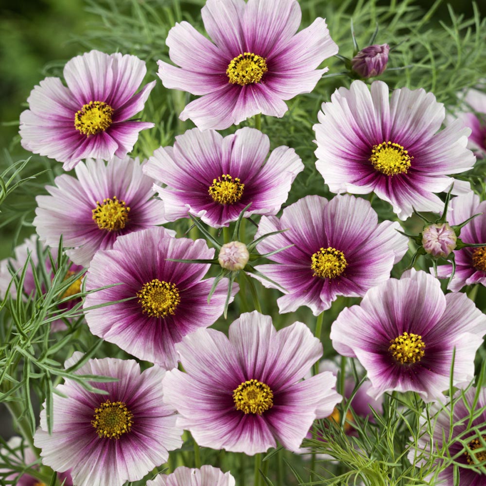 Cosmos Bipinnatus Day Dream Soft Pink Bloom Flower Seeds