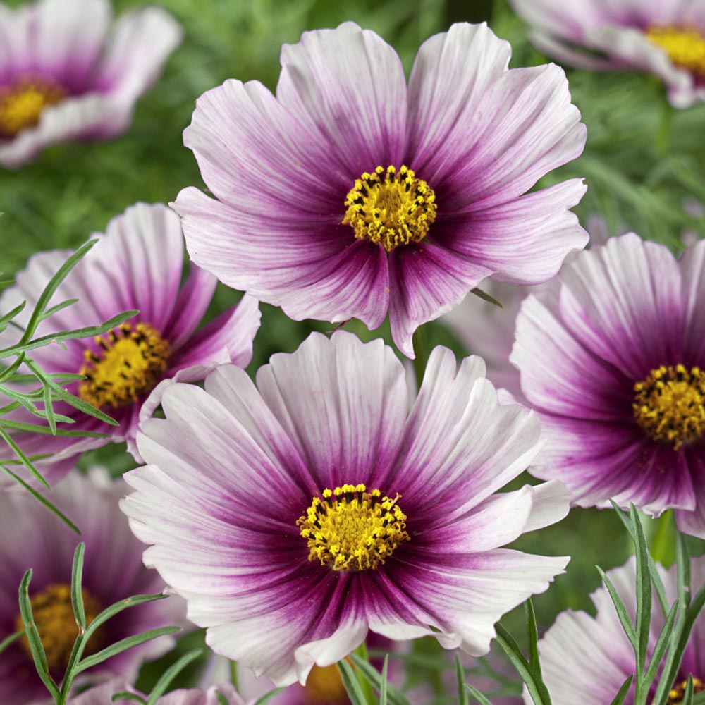 Cosmos Bipinnatus Day Dream Soft Pink Bloom Flower Seeds