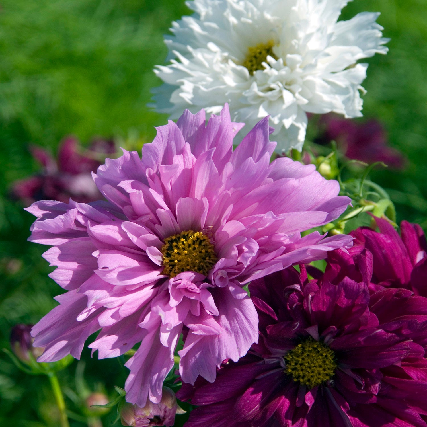 Cosmos Bipinnatus Double Click Mix Frilled Petal Flower Seeds