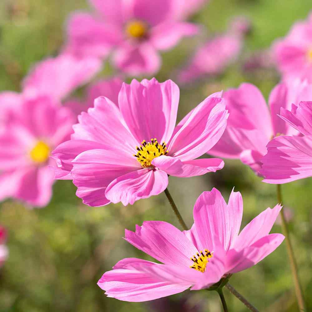 Pretty In Pink - Exclusive Pink Wildflower Seed Mix