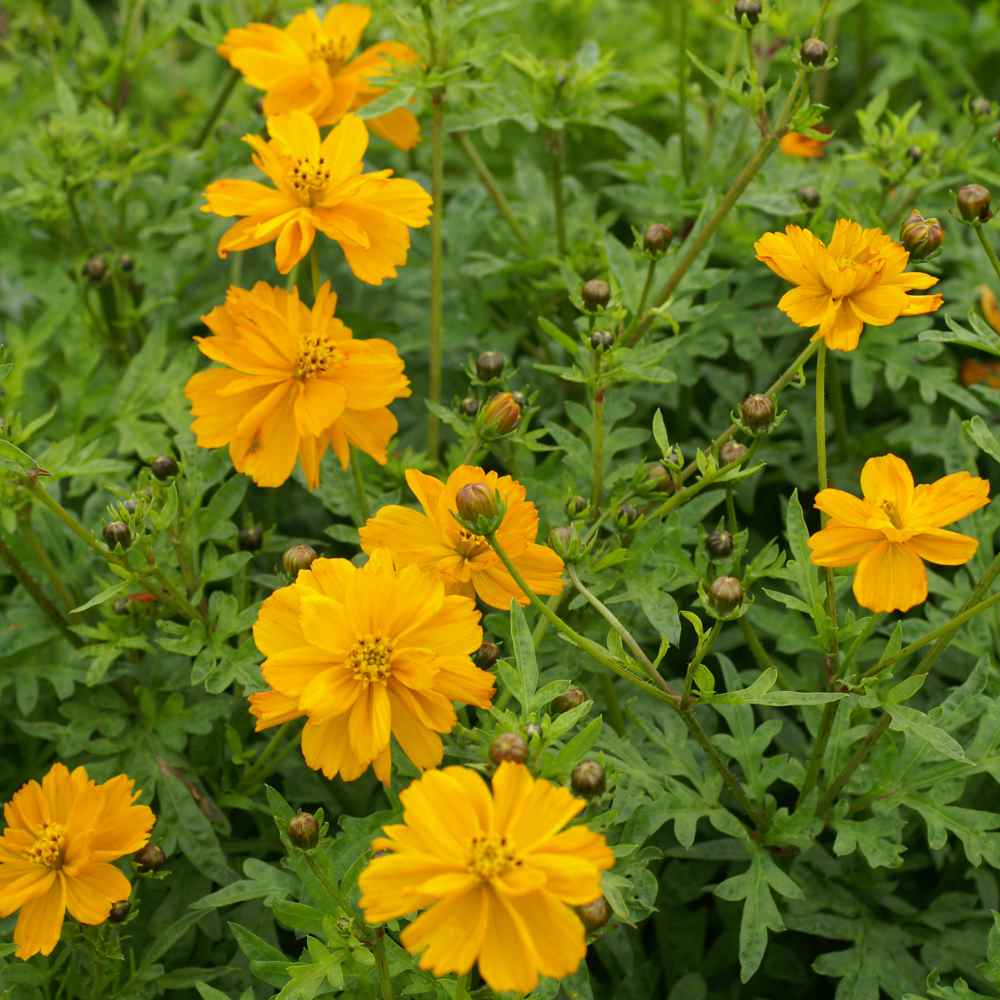 Cosmos Sulphureus Gold Rich Yellow Bloom Flower Seeds