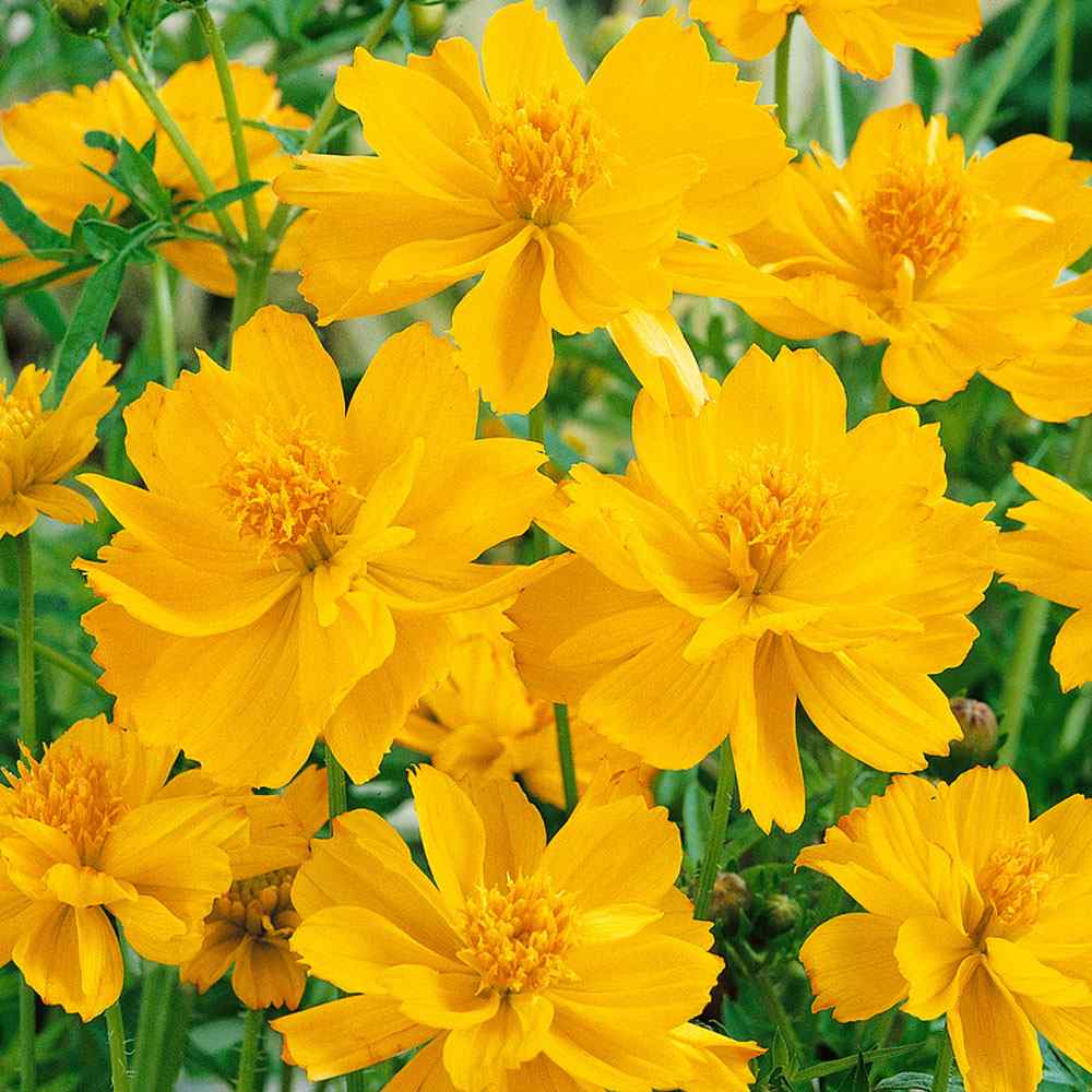 Cosmos Sulphureus Gold Rich Yellow Bloom Flower Seeds