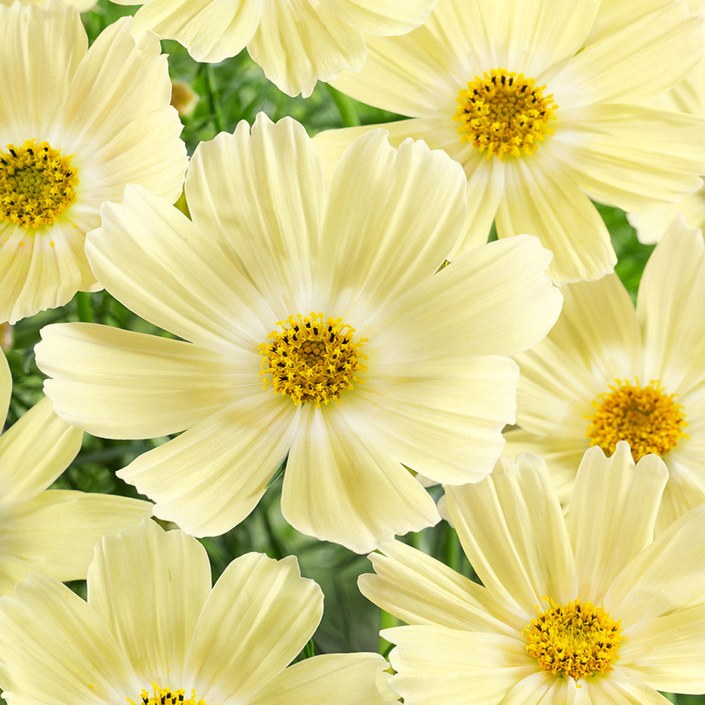 Cosmos Bipinnatus Lemonade Soft Yellow Bloom Flower Seeds