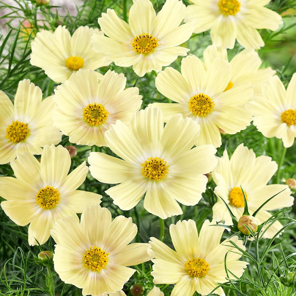 Cosmos Bipinnatus Lemonade Soft Yellow Bloom Flower Seeds