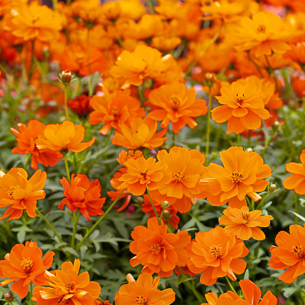 Cosmos Sulphureus Mandarin Warm Orange Bloom Flower Seeds