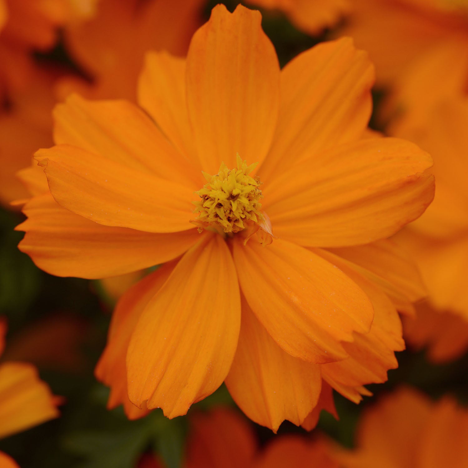 Cosmos Sulphureus Mandarin Warm Orange Bloom Flower Seeds