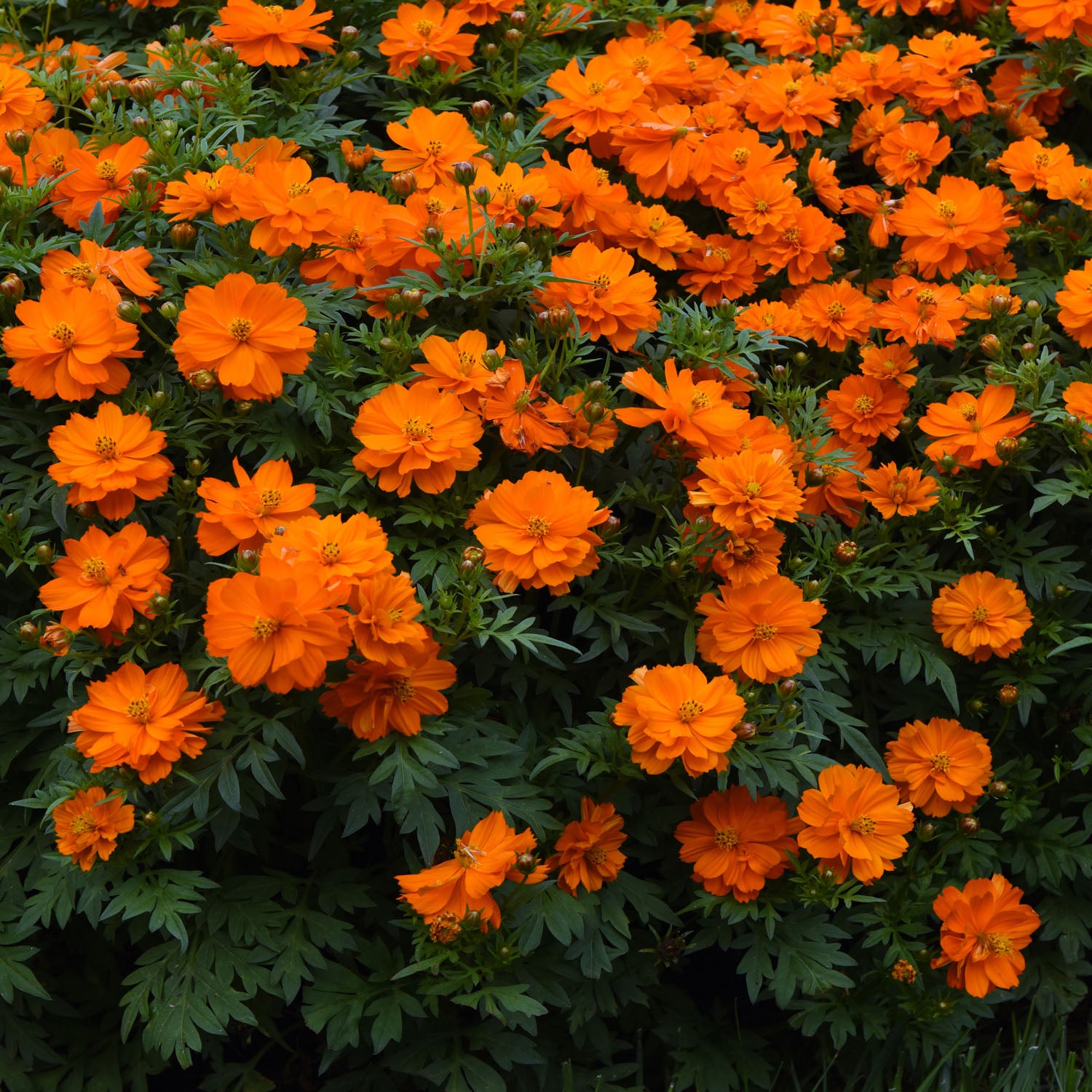 Cosmos Sulphureus Mandarin Warm Orange Bloom Flower Seeds